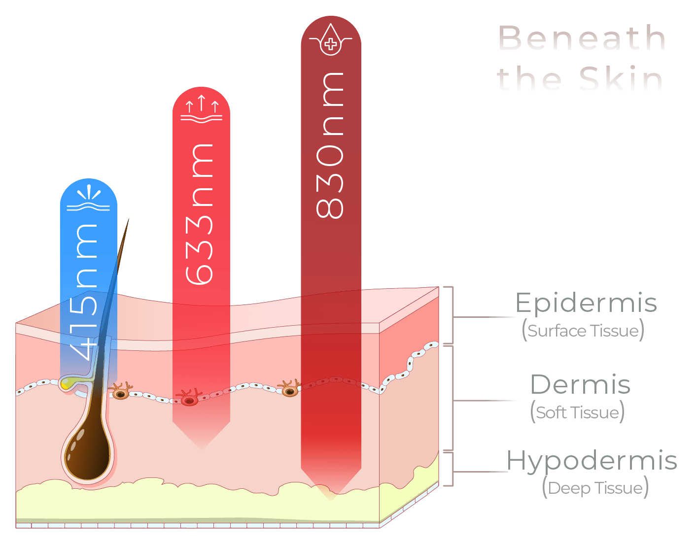 Skin and Hair Bundle